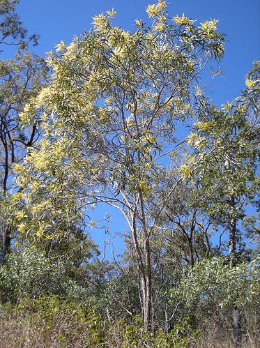 black wattle